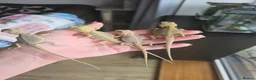Bearded Dragon reptiles for sale: Baby Bearded Dragons - Advert 9