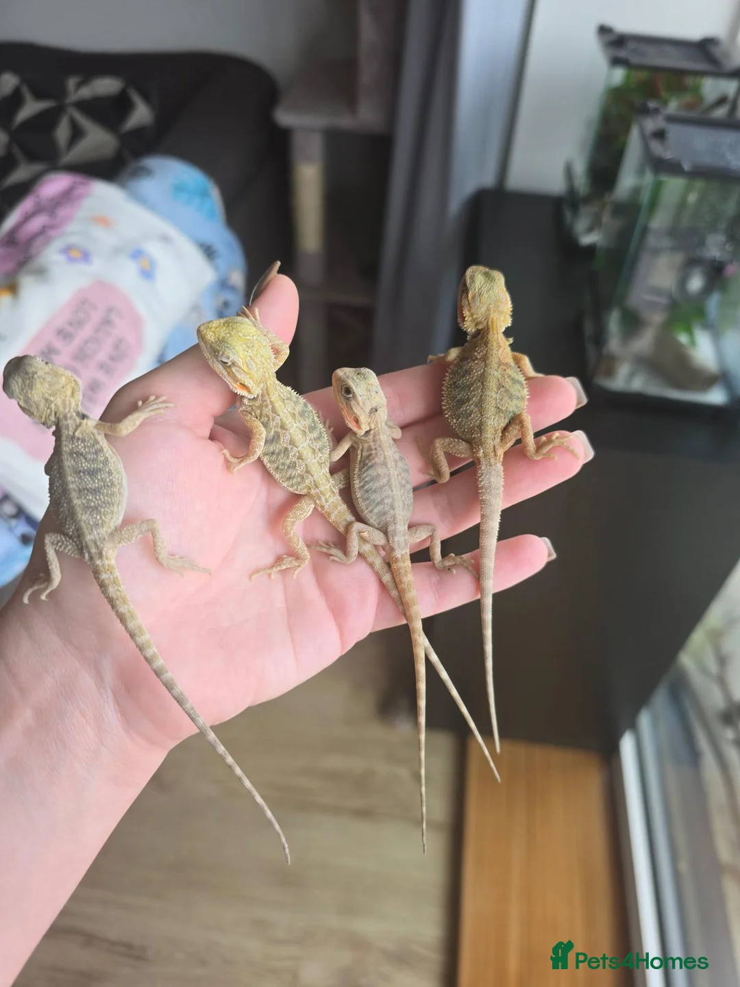 Bearded Dragon reptiles for sale: Baby Bearded Dragons - Advert 9