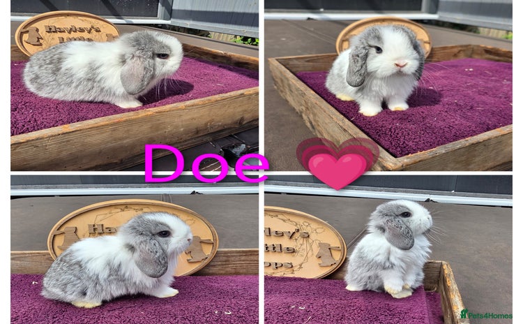 Mini Lop rabbits - Advert 1