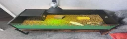 Hermann Tortoise reptiles for sale: Hermann Tortoise in Blackwood - Advert 9
