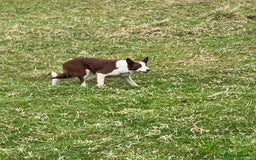 Border Collie dogs for sale: Border collie - jack - Image 2