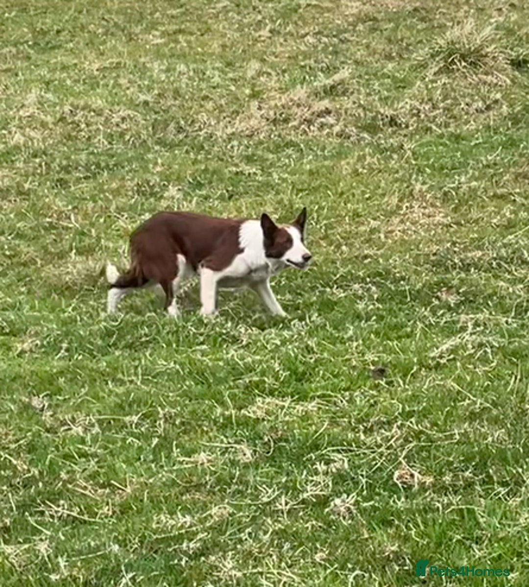 Border Collie dogs for sale: Border collie - jack - Image 2