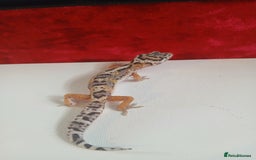 Leopard Gecko reptiles for sale: Baby leopard geckos for sale  - Image 13