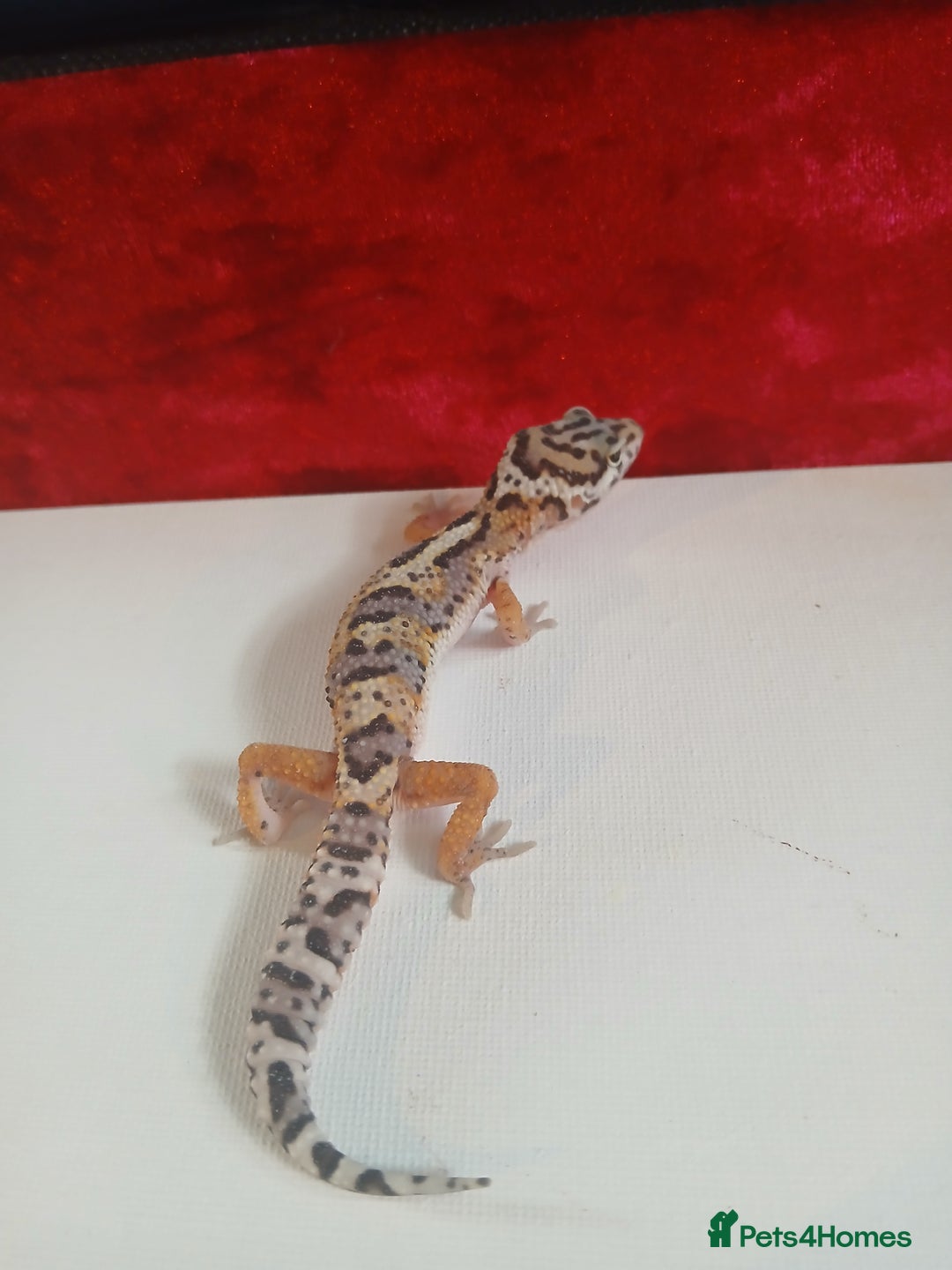 Leopard Gecko reptiles for sale: Baby leopard geckos for sale  - Image 13