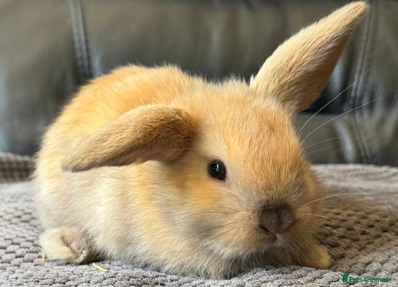 Mini Lop rabbits Baby mini lops  - Advert 5