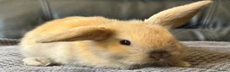 Mini Lop rabbits for sale: Baby mini lops  - Advert 1