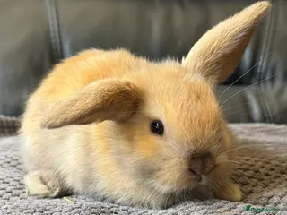 Mini Lop rabbits Baby mini lops - Advert 4