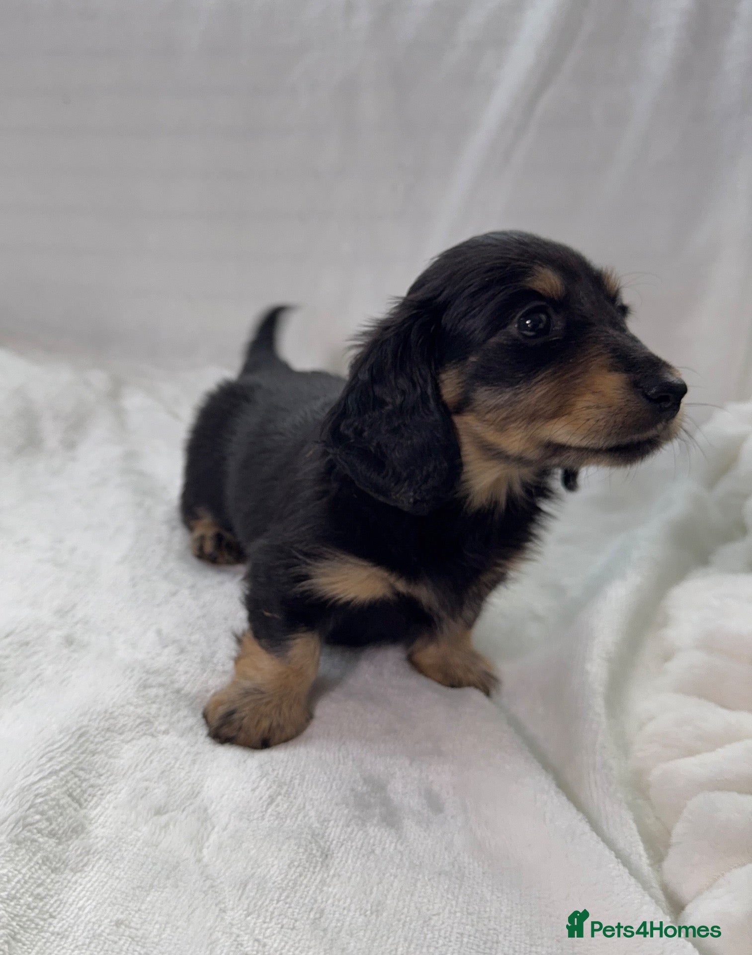 Miniature Dachshund dogs 2 black and cream long hair mini dachshunds - Advert 2