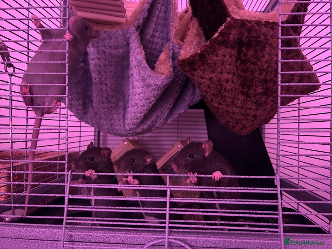 Rat rodents for sale: Baby girl rats - Advert 13