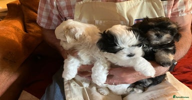 Mixed Breed dogs - Advert 8