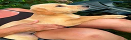 Labrador Retriever dogs for sale: Labrador puppies for sale - Advert 2