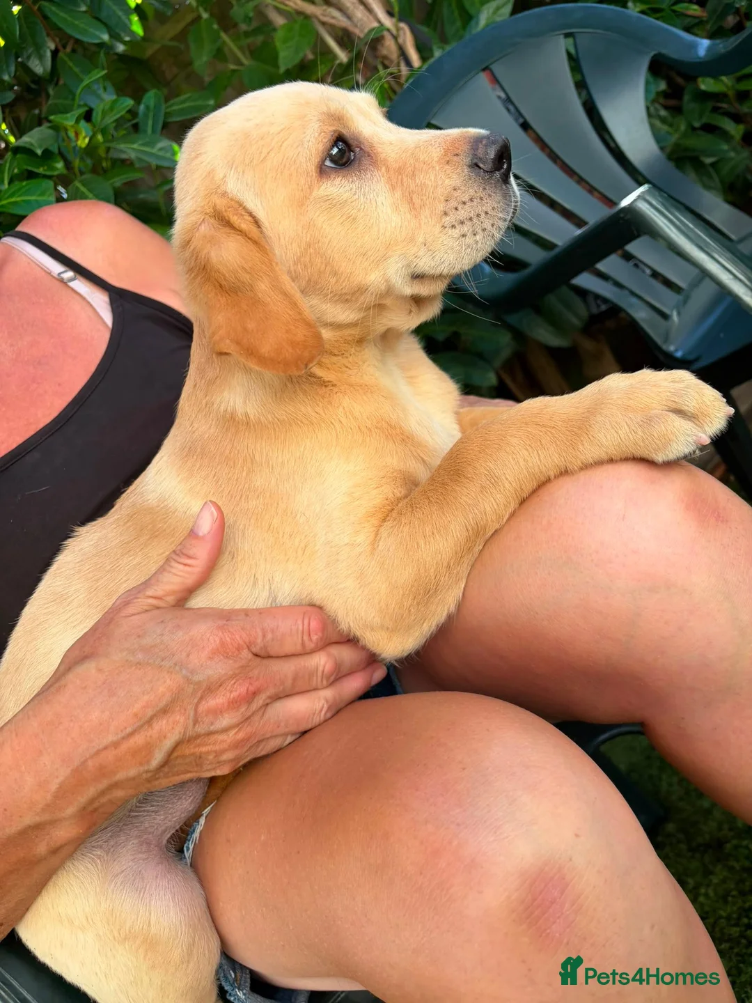 Labrador Retriever dogs for sale: Labrador puppies for sale - Advert 2