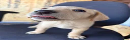 Labrador Retriever dogs for sale: Labrador puppies ready to go in a week - Advert 6