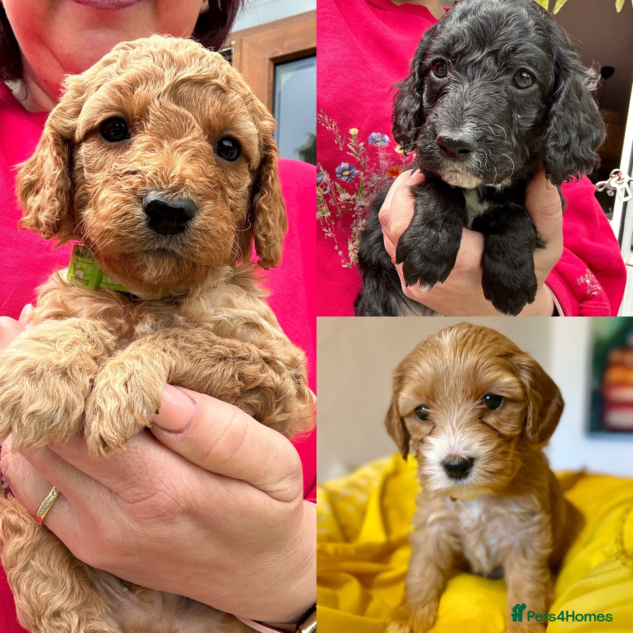 Cockapoo dogs Last litter alert! 1 Girl & 2 boys still available - Advert 14