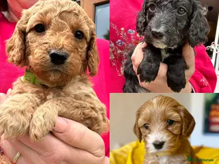Cockapoo dogs Last litter alert! 1 Girl & 2 boys still available - Advert 14