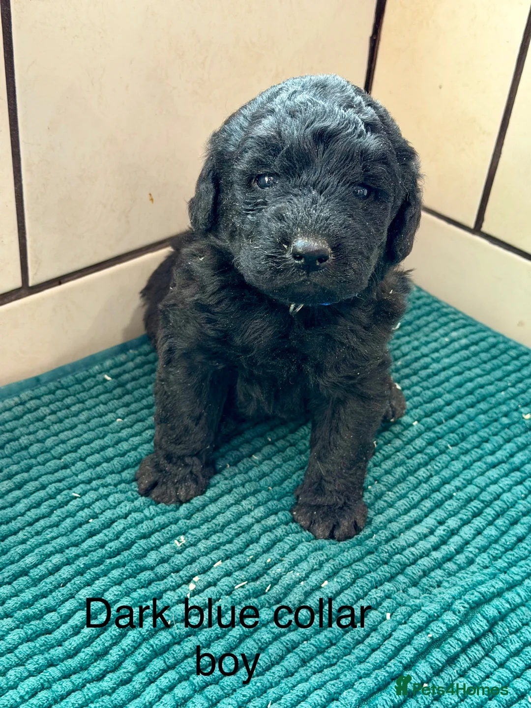 Labradoodle dogs for sale: Miniature Labradoodles- from experienced breeder - Advert 13