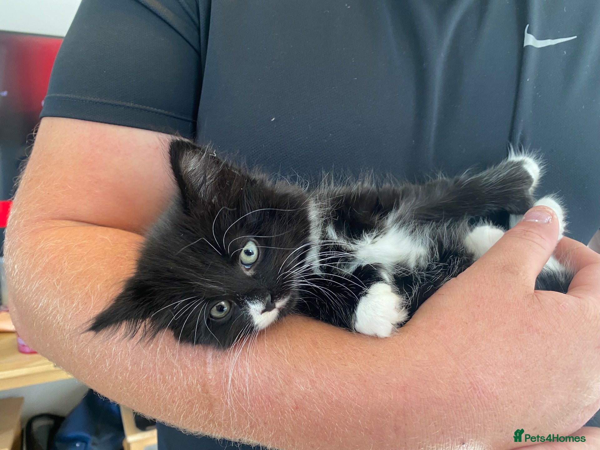 Mixed Breed cats Last in litter, long haired part Maine coon male  - Advert 13