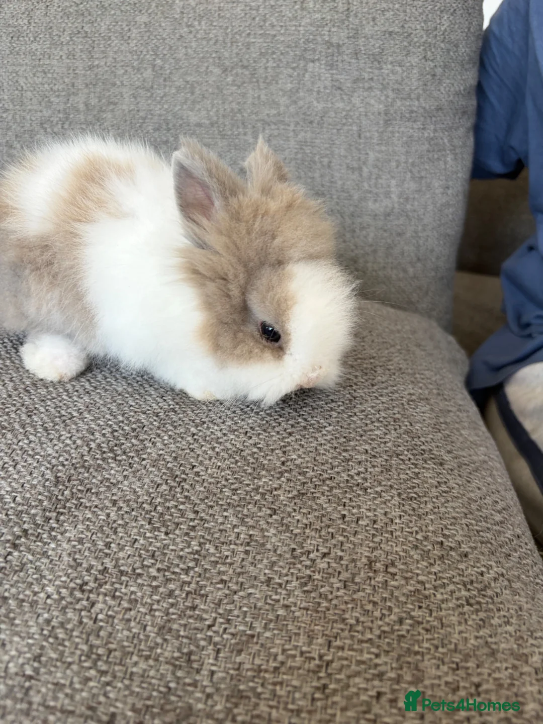 Lionhead rabbits for sale: Double-main dwarf lionhead rabbit  in Liverpool - Advert 4