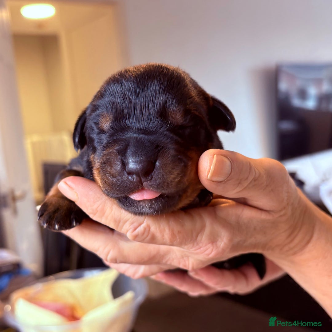Rottweiler dogs for sale: 4 Gorgeous Rottweiler Puppies - Advert 4