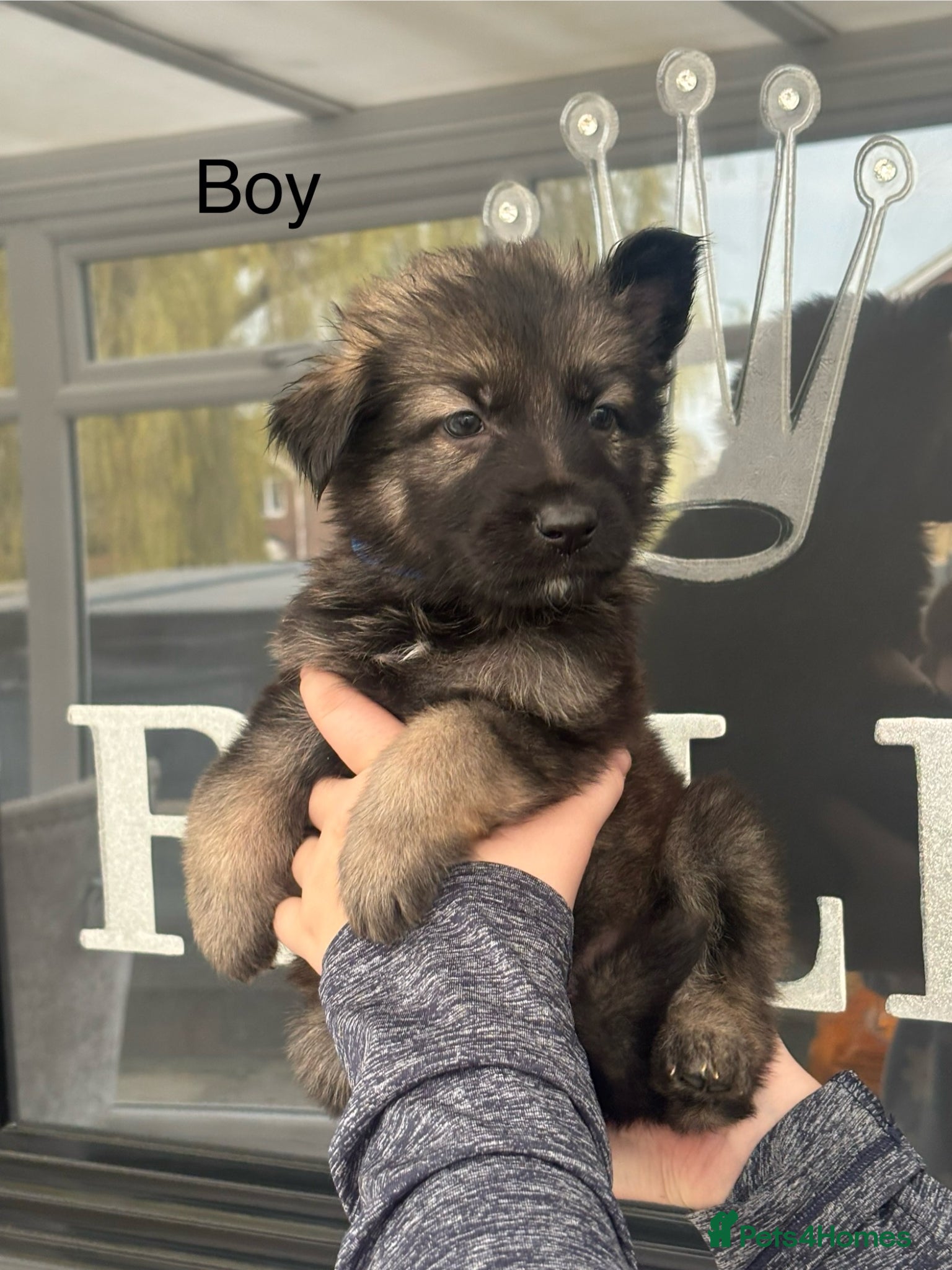 German Shepherd dogs German shepherd puppies  - Advert 9