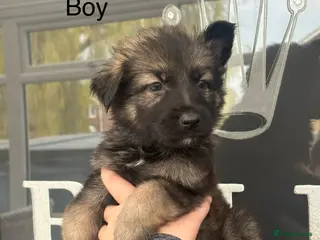 German Shepherd dogs German shepherd puppies - Advert 9