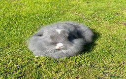 Mini Lop rabbits for sale: Mini lops , LionHead. READY NOW! 13th  - Image 4