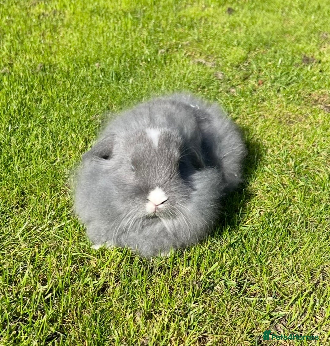 Mini Lop rabbits for sale: Mini lops , LionHead. READY NOW! 13th  - Image 4