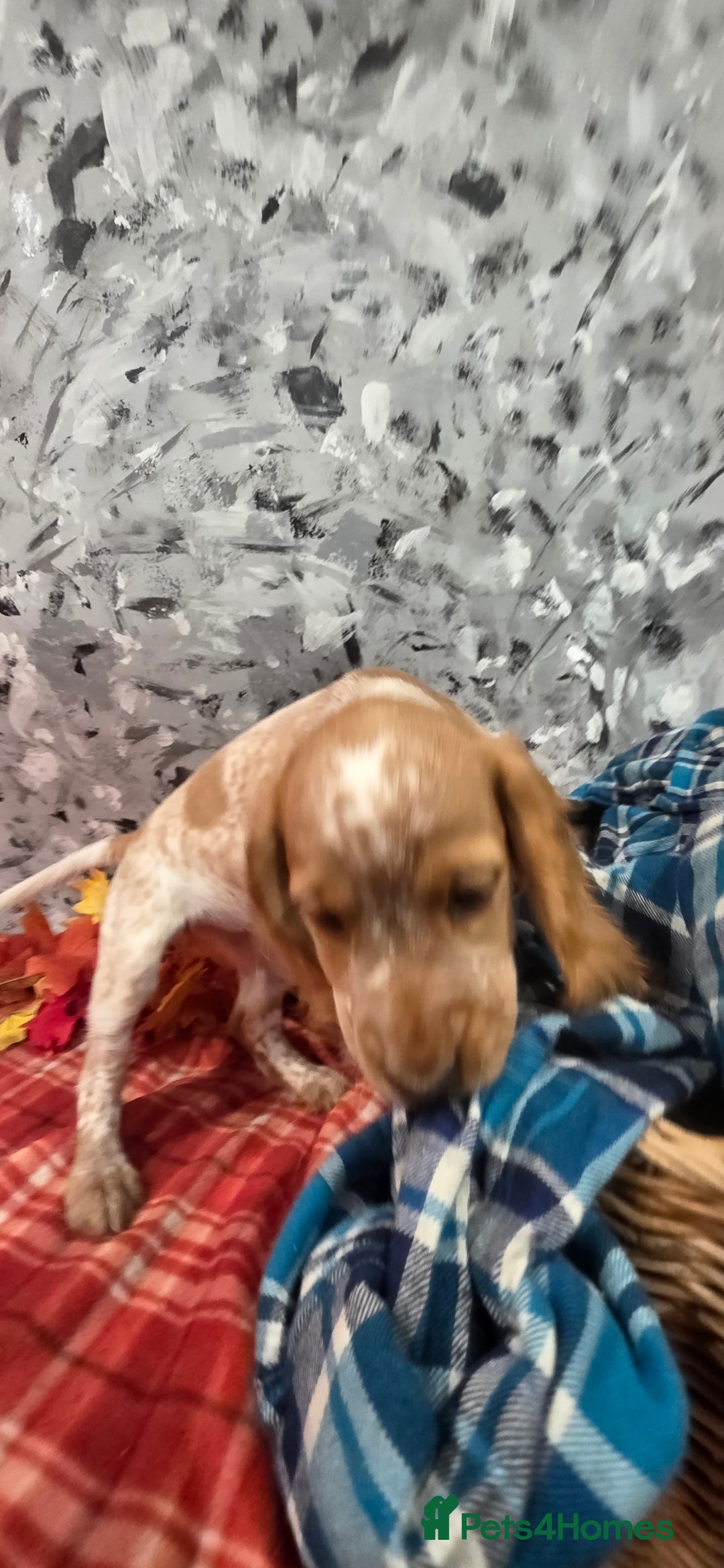 Cocker Spaniel dogs for sale: Working Cocker Spaniel  - Image 12