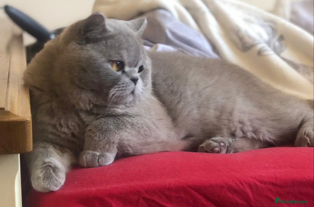 British Shorthair cats for sale: Absolutely beautiful BSH kittens  - Image 39