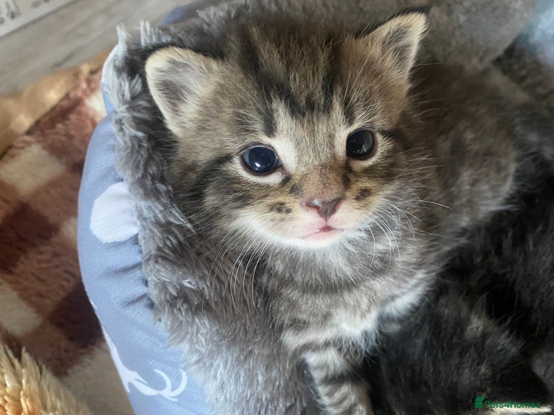 Bengal cats for sale: Bengal x Persian male kitten for sale! - Image 18