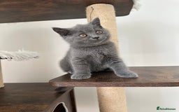 British Shorthair cats for sale: British short hair boy - Image 15