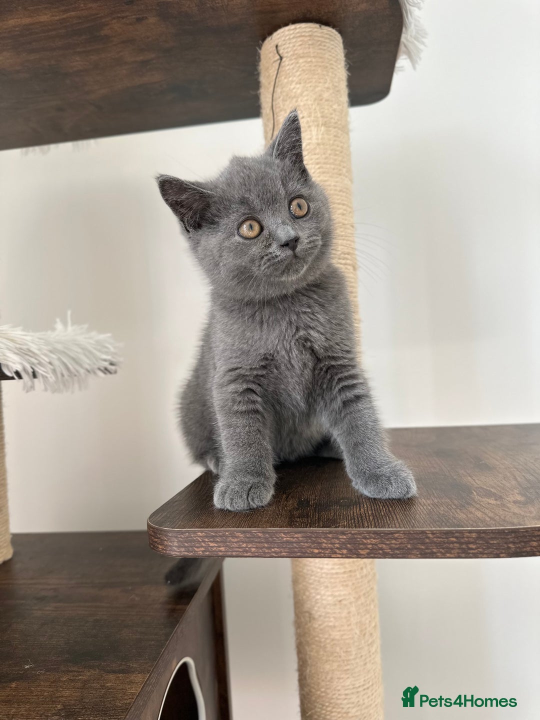 British Shorthair cats for sale: British short hair boy - Image 15