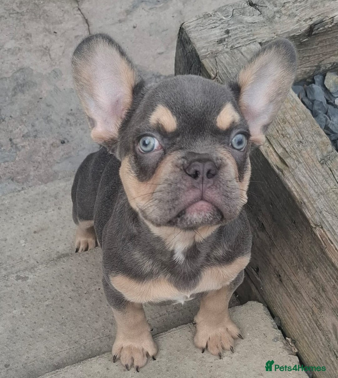 French Bulldog dogs for sale: Gorgeous Lilac & Tan carry testable & fluffy male - Image 2