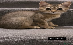 Scottish Fold cats for sale: Scottish fold X Bengal - Image 5