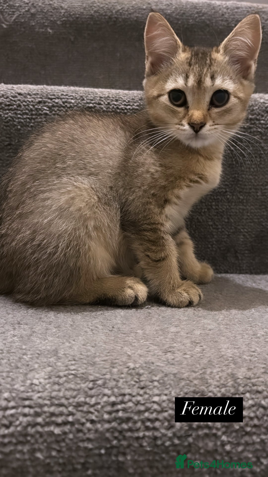 Scottish Fold cats for sale: Scottish fold X Bengal - Image 5