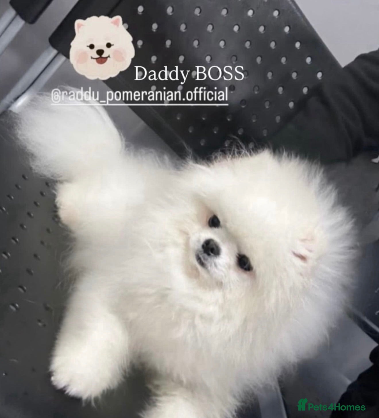 Pomeranian dogs 🏆Champion Teddies🧸 KC registered ✔️ - Advert 2