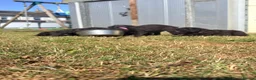 Mixed Breed dogs for sale: Bedlington whippets in Bishop Auckland - Advert 15