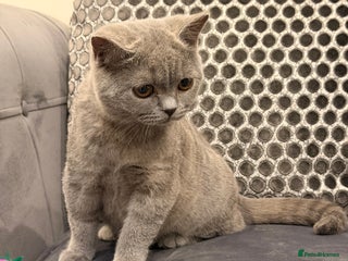 British Shorthair cats Last GCCF Active British Shorthair female left - Advert 2