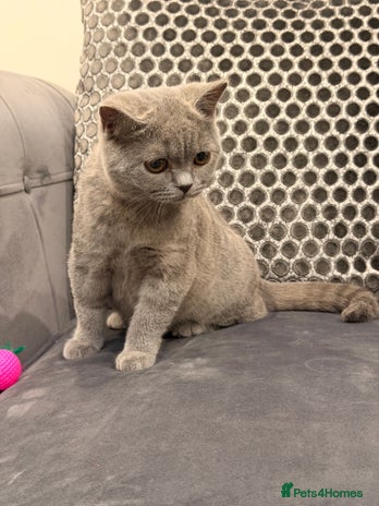 British Shorthair cats Last GCCF Active British Shorthair female left - Advert 9