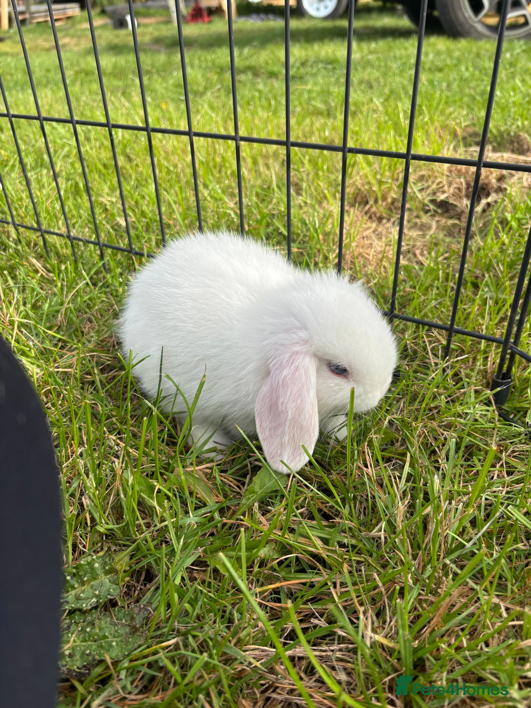 Mini Lop rabbits for sale: Adorable mini lop babies - Image 3