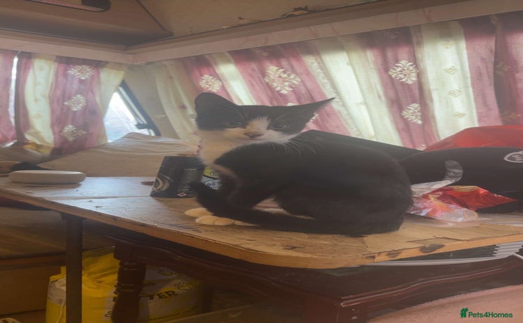 Maine Coon cats - Advert 8