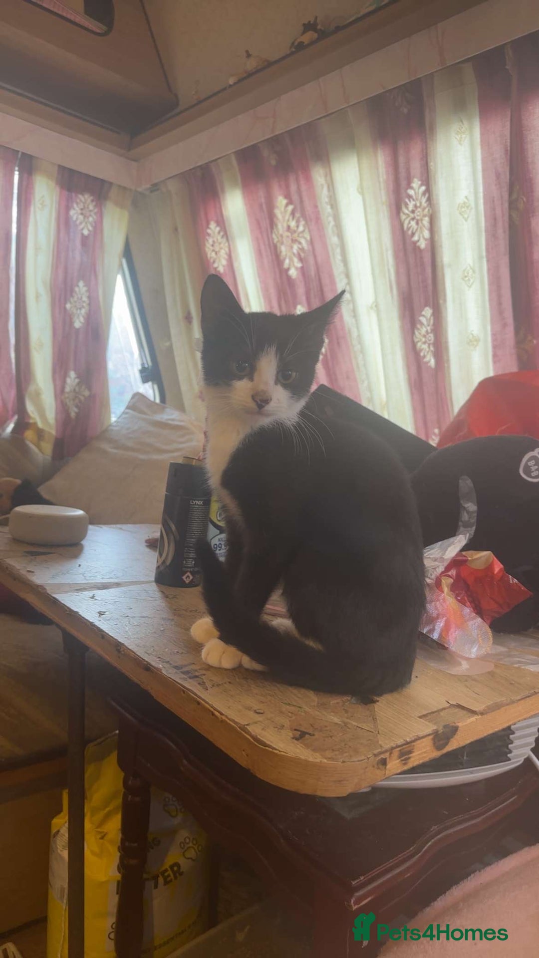 Maine Coon cats for sale: boy kitten  - Image 1