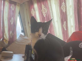 Maine Coon cats - Advert 2