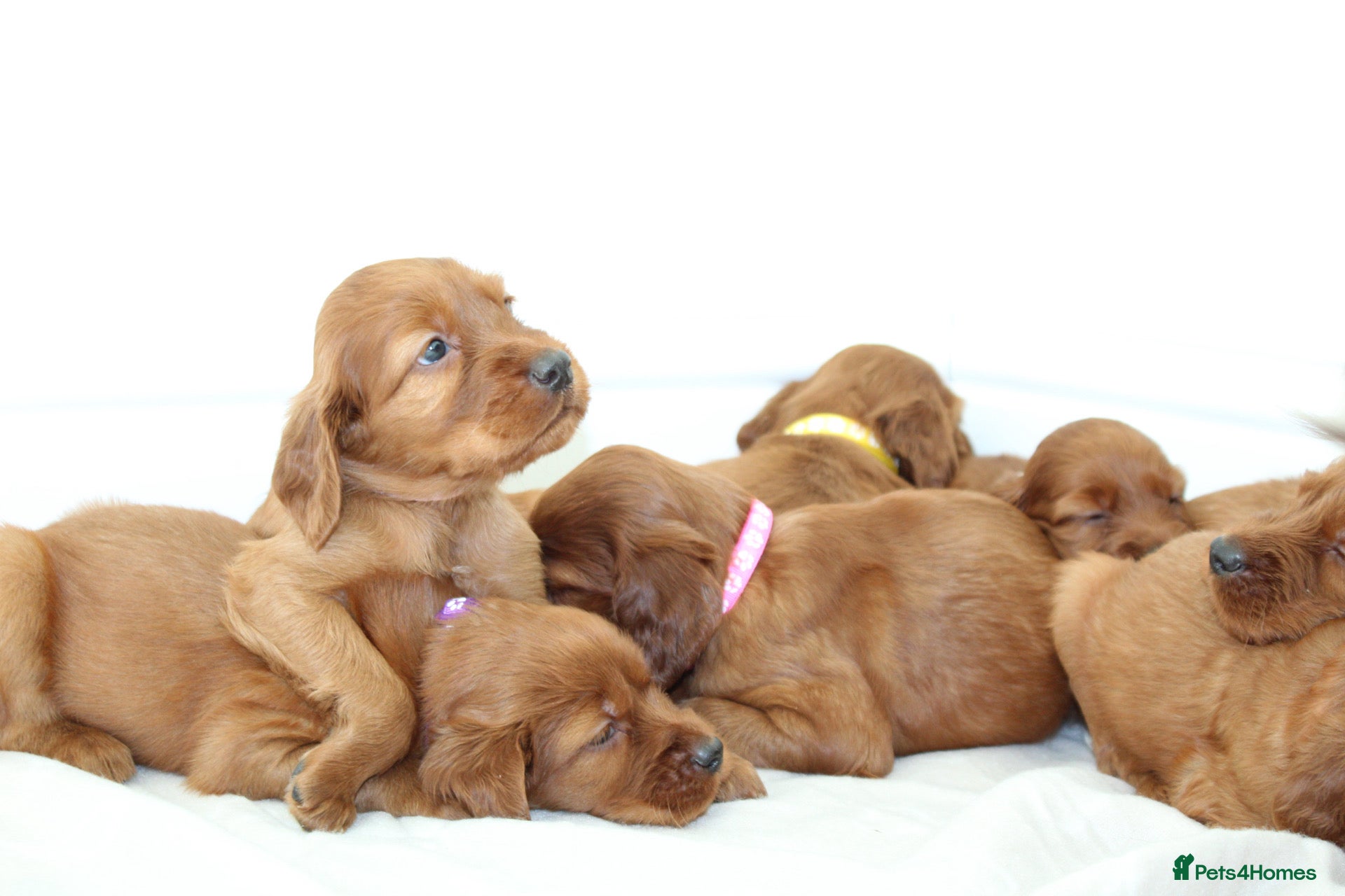Irish Setter dogs Beautiful Irish setter puppies  - Advert 1
