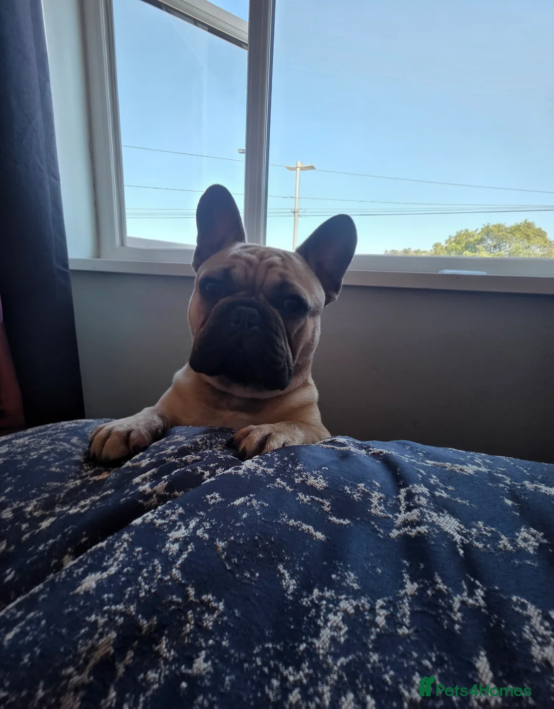 Gallery Image {{count}}