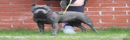 Staffordshire Bull Terrier dogs for sale: 6 year old blue female  - Advert 3