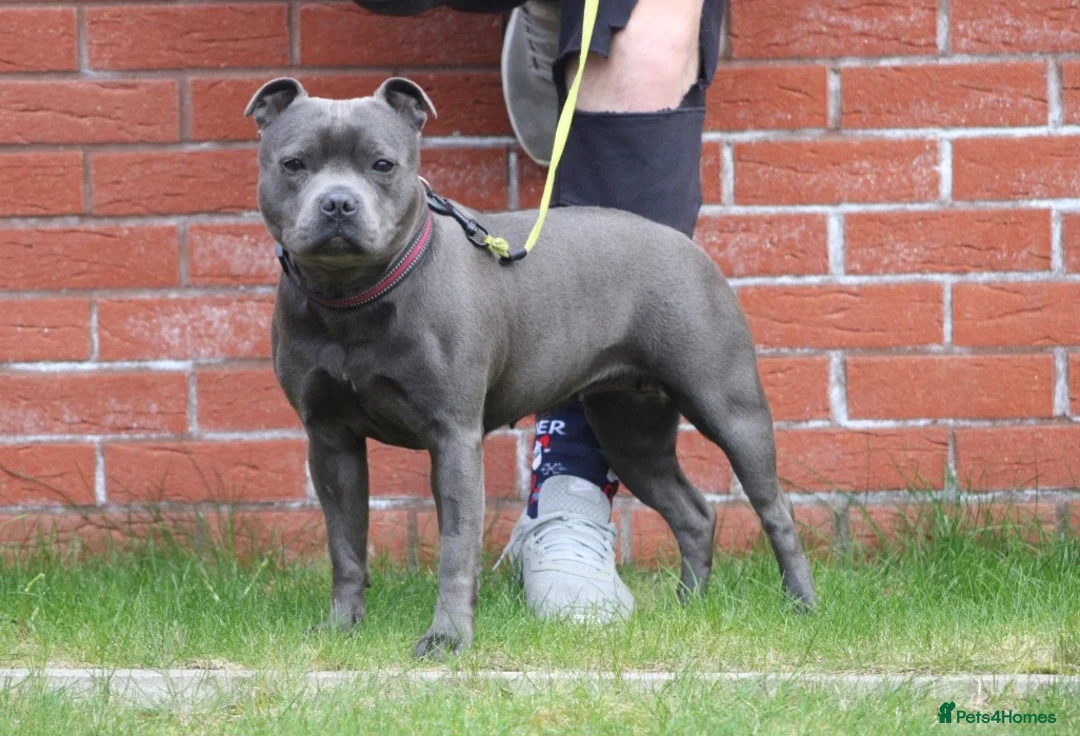 Staffordshire Bull Terrier dogs for sale: 6 year old blue female  - Advert 3