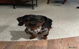 Miniature Dachshund dogs for sale: Miniature Dachshund - Advert 1