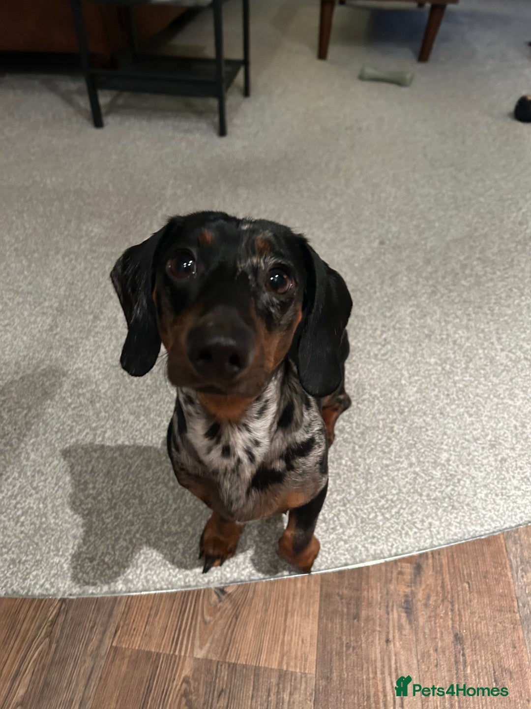 Miniature Dachshund dogs for sale: Miniature Dachshund - Advert 1