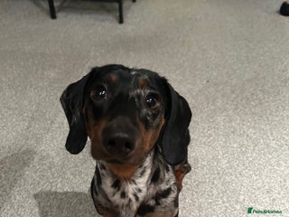 Miniature Dachshund dogs for sale: Miniature Dachshund - Advert 1